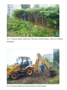 Strona z raportu z usuwania rdestowca na kampusie UG. Na stronie znajdują się dwa podpisane zdjęcia. Jedna fotografia przedstawia człowieka podczas usuwania ogromnej kępy wyższych od niego rdestowców. Druga ukazuje koparkę usuwającą podziemne kłącza rdestowca
