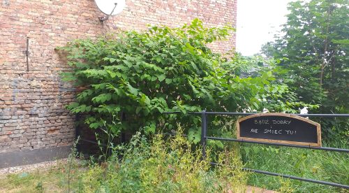 Rdestowiec japoński przy kamienicy Biskupia 25, lipiec 2025