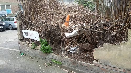 Mur uszkodzony przez rdestowiec