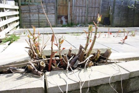 Chodnik uszkodzony przez rdestowiec