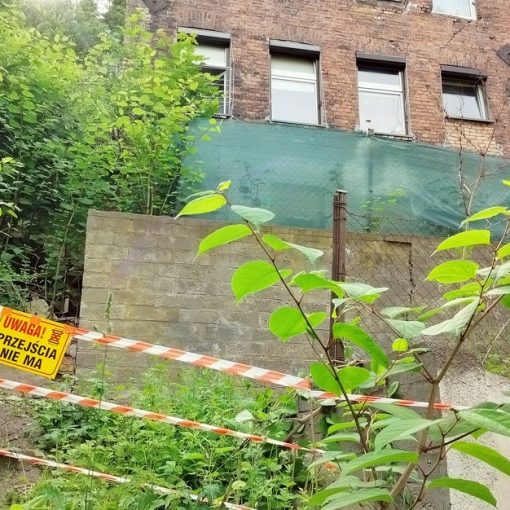 Stanowisko rdestowca na skarpie ogrodzone taśmą i opatrzone tabliczką z napisem "Uwaga! Przejścia nie ma"