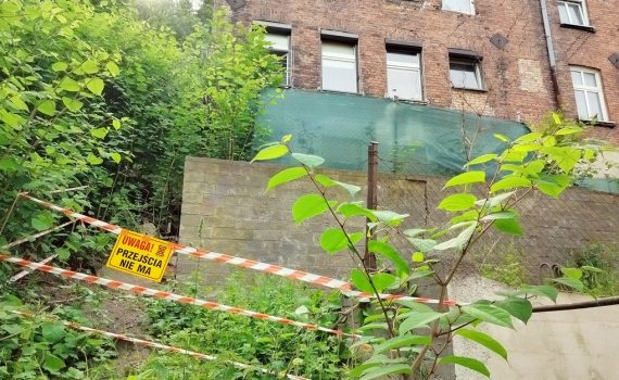 Stanowisko rdestowca na skarpie ogrodzone taśmą i opatrzone tabliczką z napisem "Uwaga! Przejścia nie ma"