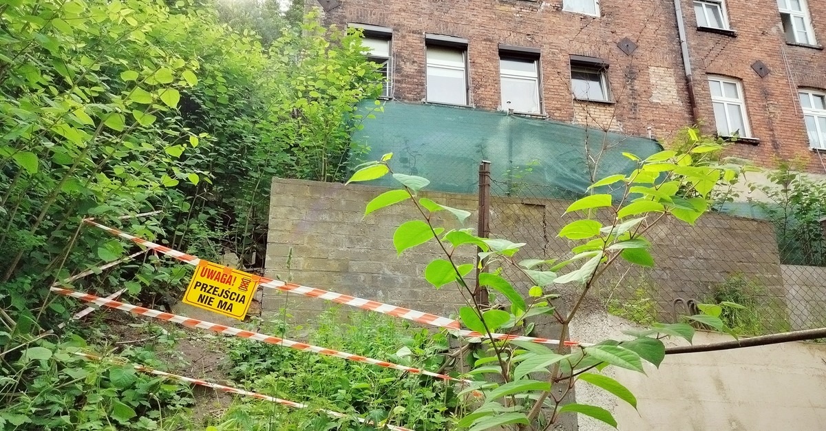 Stanowisko rdestowca na skarpie ogrodzone taśmą i opatrzone tabliczką z napisem "Uwaga! Przejścia nie ma"